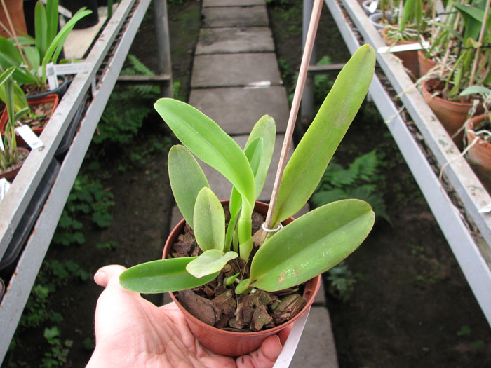 Cattleya dowiana rosea x self.jpg