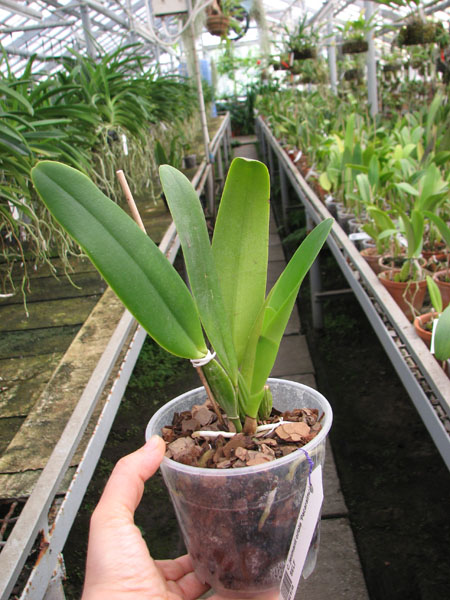 Cattleya jenmanii orlata 'Pacaraima' x SELF.jpg