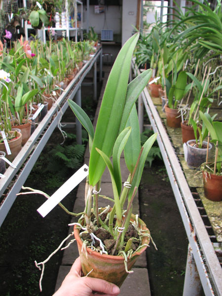 Cattleya lueddemanniana alba 'OMG' x Cattleya lueddemanniana coerulea 'Siquesique'.jpg