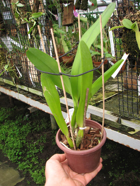 Laelia tenebrosa (Tipo x Maria Fumaca').jpg