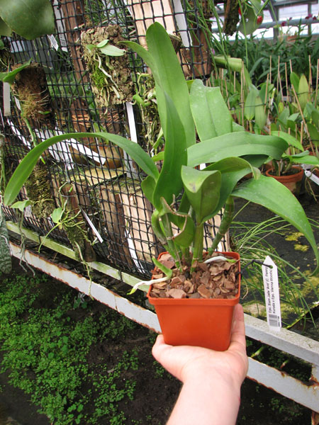 Epicattleya Siam Jade 'Avo' (Cattleya Penny Kuroda x Epicattleya Vienna Woods).jpg