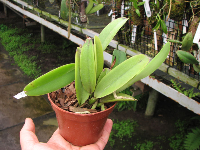 Cattleya maxima semi alba.jpg