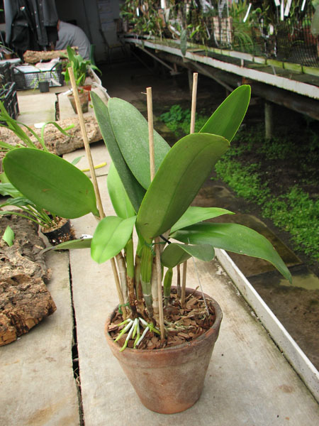Cattleya Intermedia-gigas.jpg