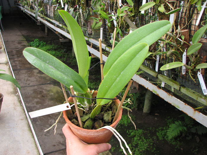 Cattleya gaskelliana coerulea (11-1) x Cattleya warneri coerulea 'Renata Dihel'.jpg