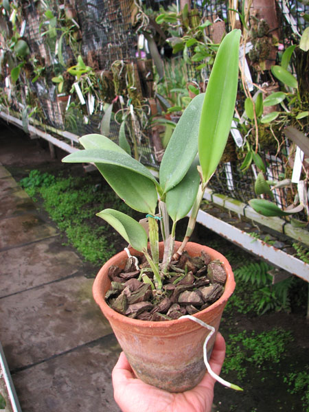 Cattleya gaskelliana coerulea 'Aida' (24-1) x Cattleya intermedia coerulea 'Olhos Azuis'.jpg