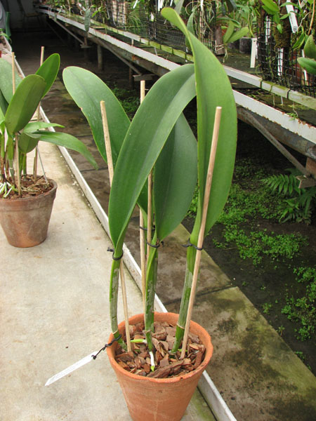 Rhyncholaeliocattleya Ta-Shiang Yellow Dragon 'Puti Gold' (Prada Green Nation x Shinfong Luohyang).jpg