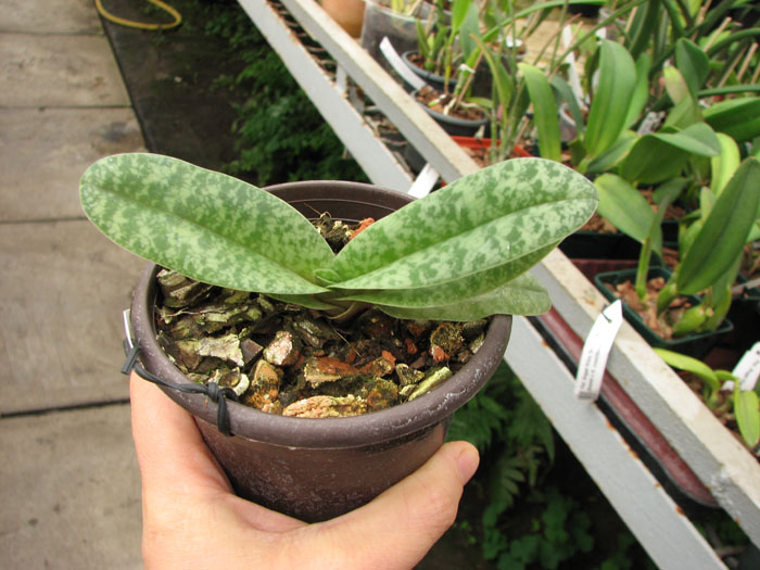 Paphiopedilum wenshanense.jpg