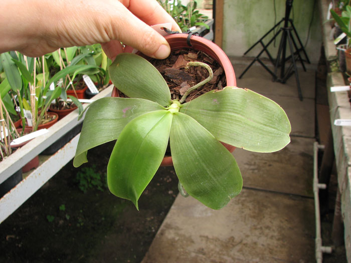 Phalaenopsis bellina 'blue'.jpg