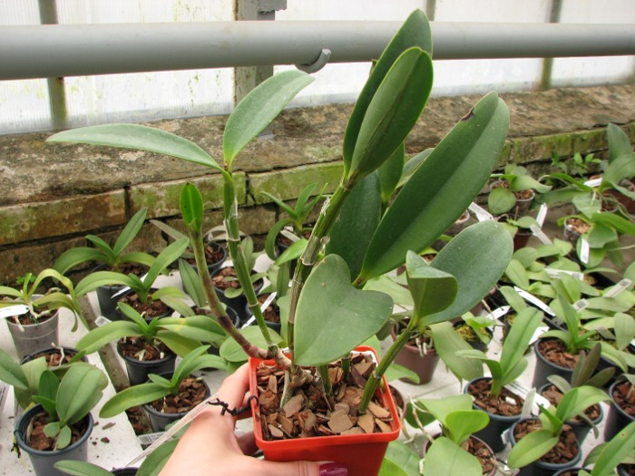 Cattleya Green Emerald 'Orchid Queen' (Cattleya Elizabeth Mahon x Cattleya Thospol Spot).JPG