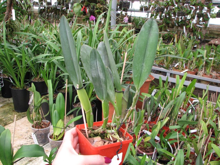 Brassavola Aristocrat (Brassavola glauca x digbyana).JPG