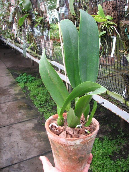 Laeliocattleya Antonetta Mahan 'S-10'.jpg