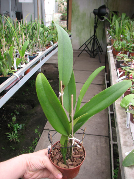 Brassocattleya Chief Pink 'Diana'.jpg
