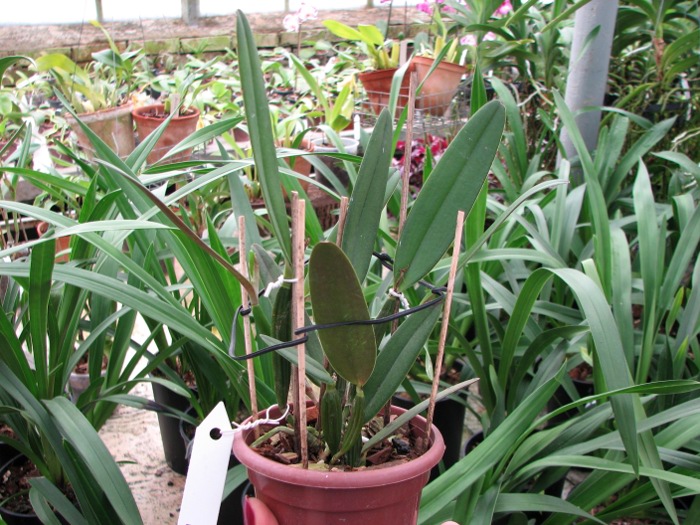 Cattleya luteola.JPG