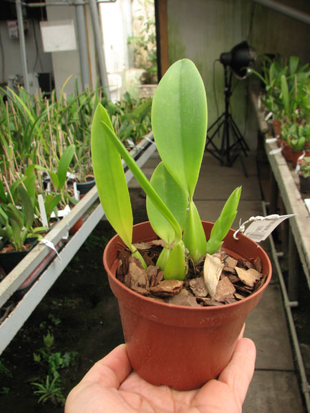 Laelia anceps coerulea 'Veitchiana' x SELF.jpg