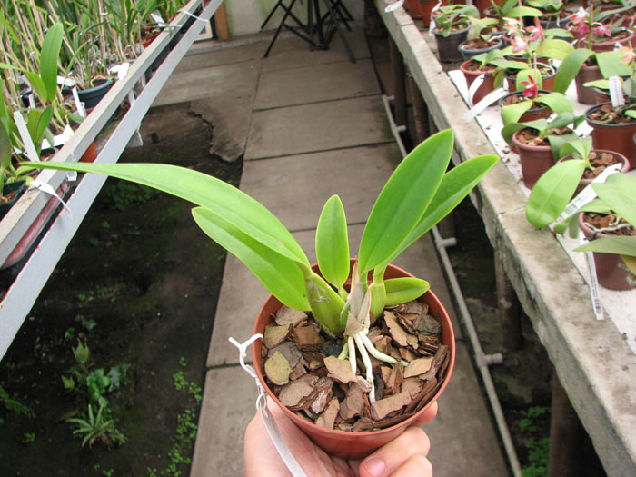 Laelia anceps lineatha x Laelia anceps pelorica 'Roeblingiana'.jpg