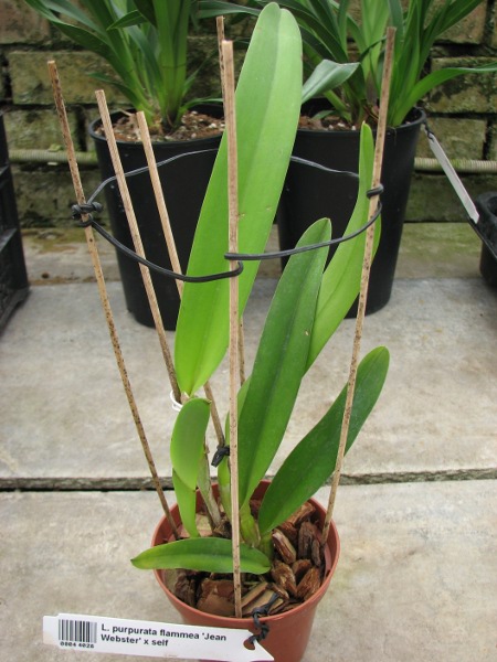 Laelia purpurata flammea 'Jean Webster' x self.JPG