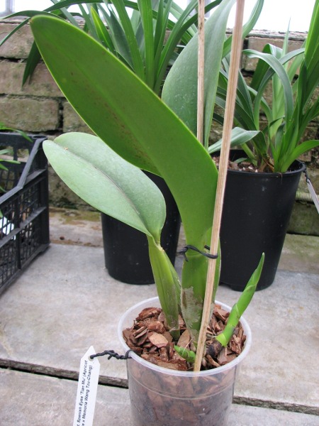 Potinara Spanish Eyes 'Tian Mu' (Apricot Flare x Memoria Wang Tzu-Chang).JPG