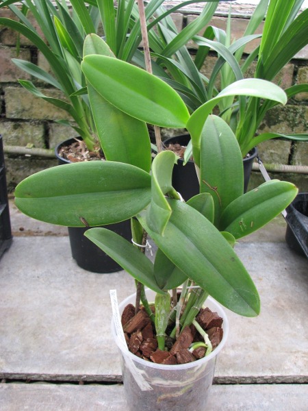 (Brassavola digbyana x Rhyncholaeliocattleya Kuwale Gem) 'ORCHIS'.JPG