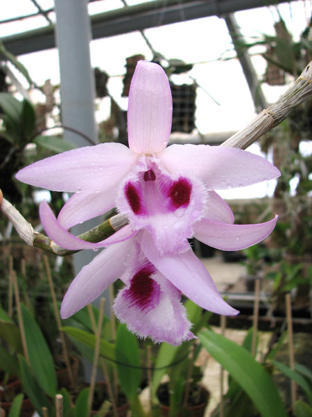 Dendrobium anosmum.jpg