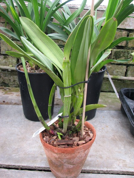 Laeliocattleya Hsinying Pub 'Albo Sanguinea' (purpurata x Batagesi).JPG