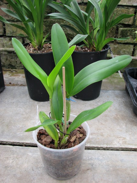 Brassocattleya Angel Lace 'Perfection' (Cattleya Little Angel x Brassavola digbyana).JPG