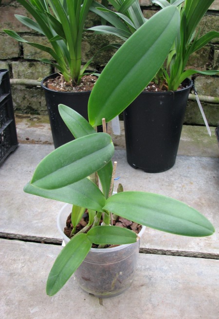 Brassocattleya Angel Lace (Cattleya Little Angel x Brassavola digbyana).JPG