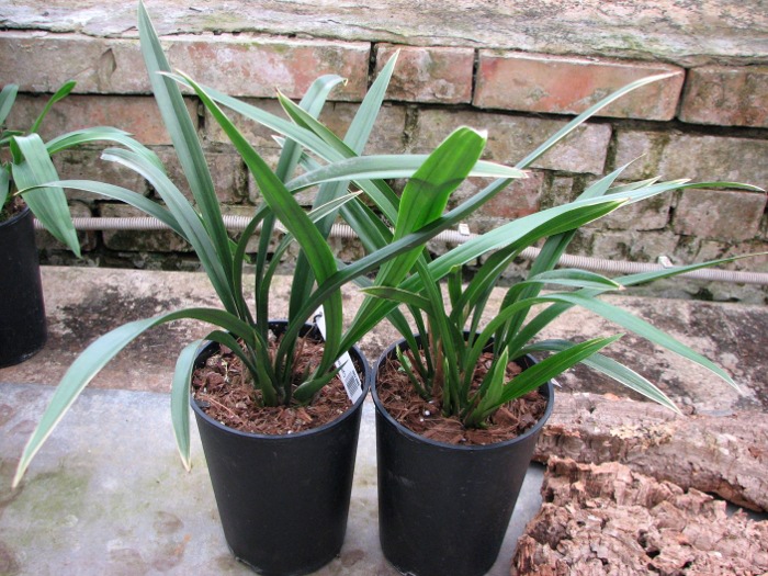 Cymbidium sinense.JPG