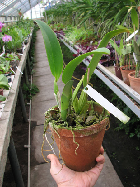Cattleya labiata amesiana 'Super Star' (Z-43) x Cattleya labiata roxo bispo 'Urbano'.jpg
