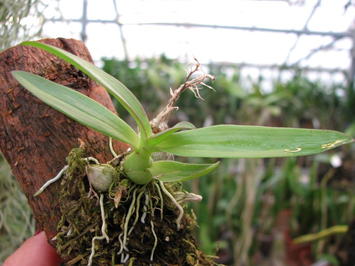 Dendrobium peguanum.JPG