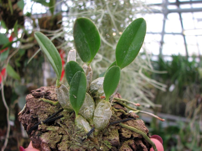 Dendrobium jenkinsii.JPG
