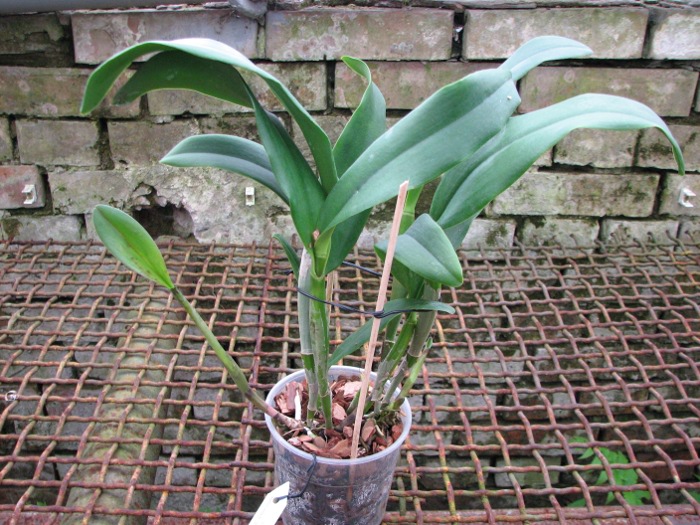Sophrolaeliocattleya Tutankamen 'Pop' (C. Chocolate Drop x Slc. Mae Hawkins).JPG