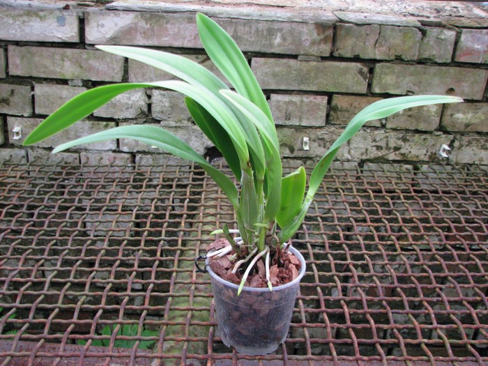 Laeliocattleya Ballet Folklorico 'Eloquence' (Cattleya Song of Norway x Laelia speciosa).JPG