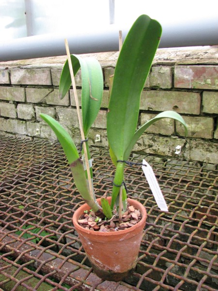 Rhyncholaeliocattleya Green Rattana 'Golden Angel' (Greenwich x Udomrattana).JPG