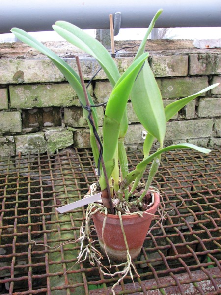 Brassolaeliocattleya Williette Wong 'The Best'.JPG