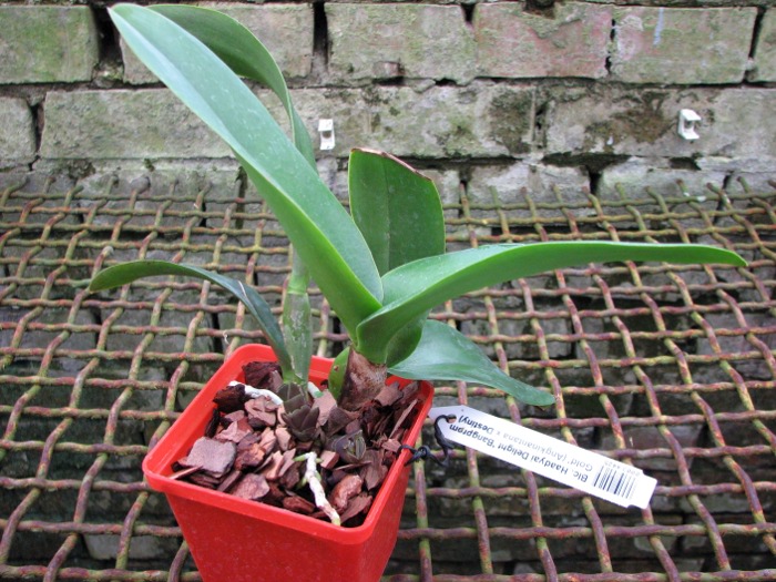 Brassolaeliocattleya Haadyai Delight 'Bangprom Gold' (Angkinantana x Destiny).JPG