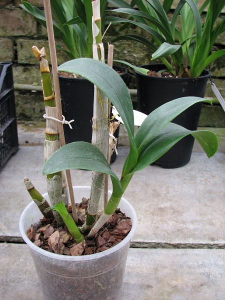 Dendrobium King Cobra.JPG