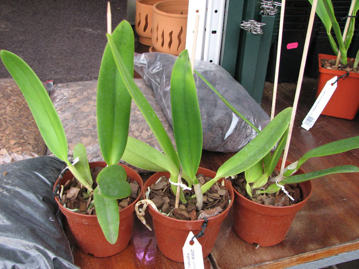 Cattleya labiata punctata x Cattleya labiata punctata (quase concolor) 'AWZ'.jpg