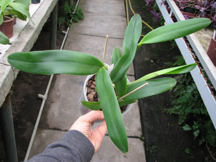 Brassocattleya Angel Lace 'Perfection' (Cattleya Little Angel x Brassavola digbyana).jpg