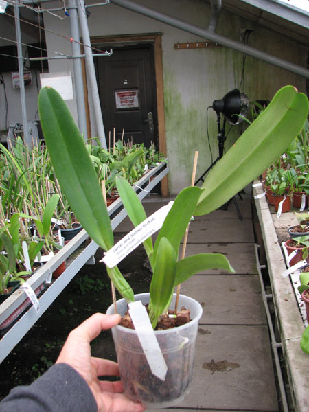 Cattleya Horace 'Maxima'.jpg