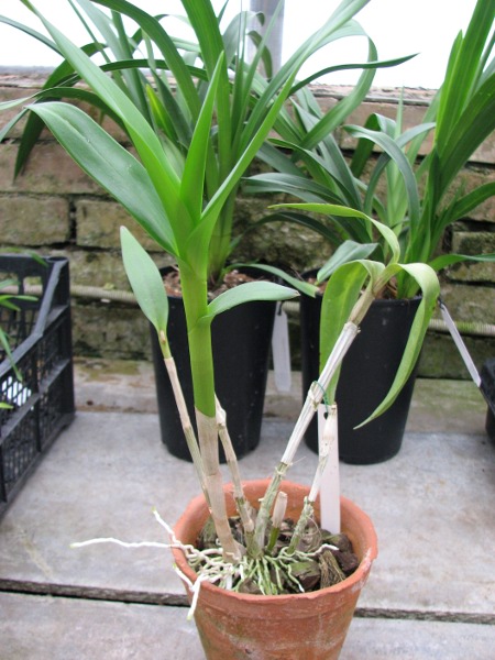 Dendrobium phalaenopsis hybr..JPG