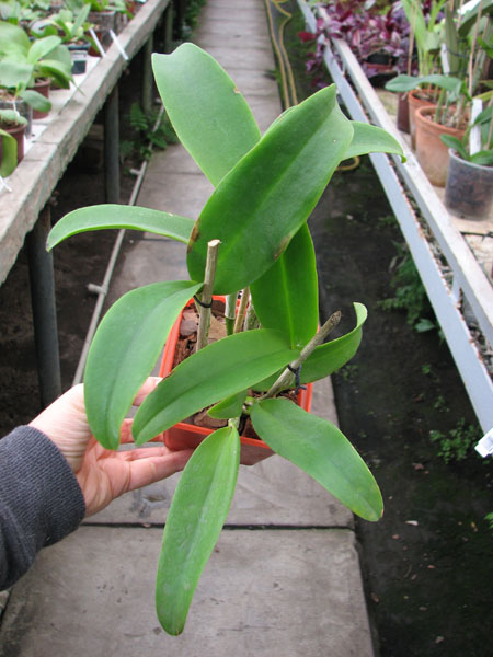 Cattlianthe Sagarik Wax 'Dark Africa' (Cattleya Summerland Girl x Cattlianthe Chocolate Drop).jpg