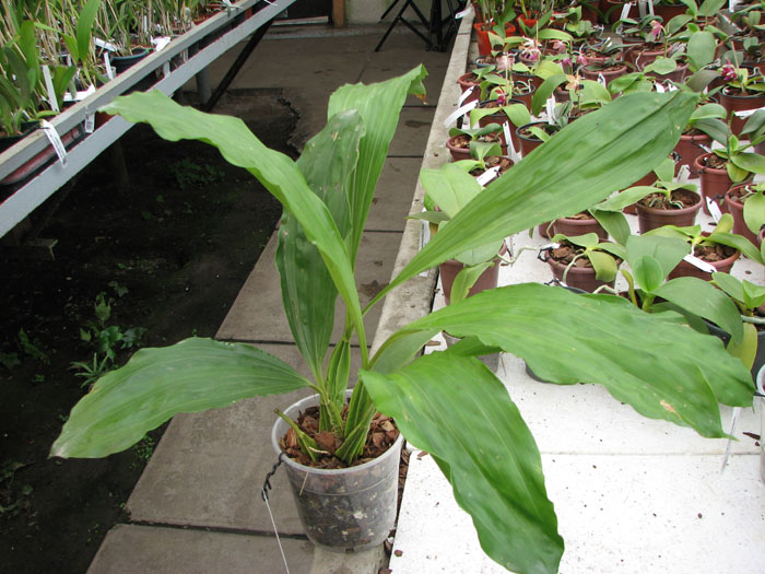 Gongora rufescens.jpg