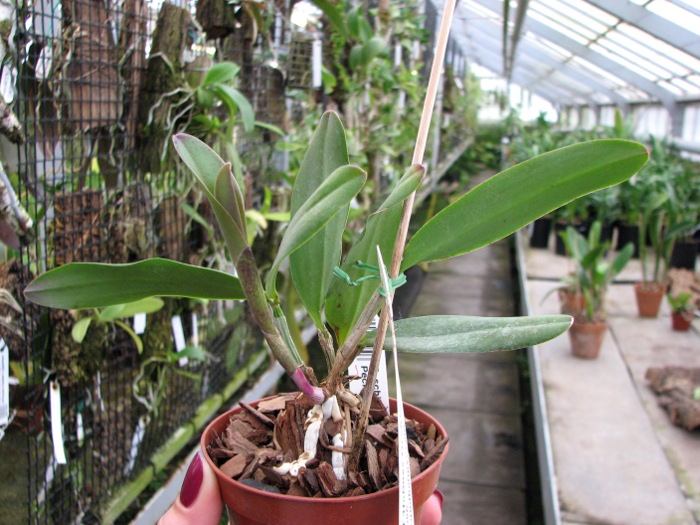 Cattleya schilleriana x Cattleya Peckhaviensis.JPG