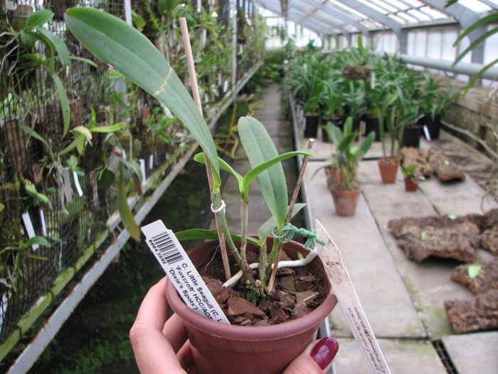 Cattleya Little Seagull.JPG