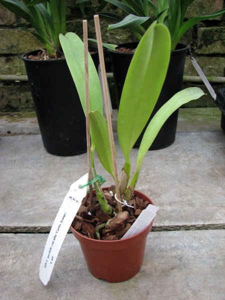 Cattleya mendelii semi-alba 'Carlos Arango' x self.JPG