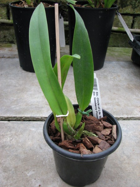 Sophrolaeliocattleya Circle of Life 'Mesmerize' x Sophrolaeliocattleya Newberry Promise.JPG