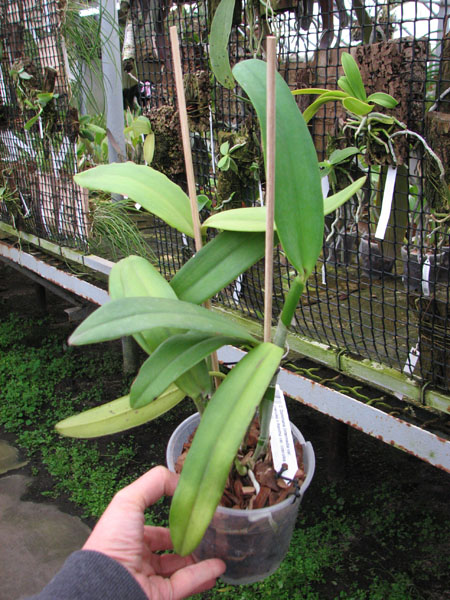 Cattleya Dominiana.jpg