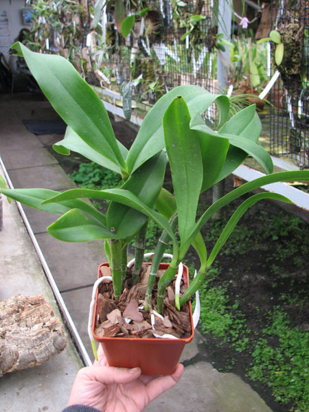 Epicattleya Siam Jade 'Avo' (Cattleya Penny Kuroda x Epicattleya Vienna Woods).jpg