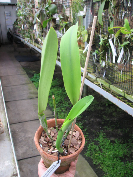 Brassolaeliocattleya Toshie Aoki 'Red Hsinying' (Faye Miyamoto x Waianae Flare).jpg