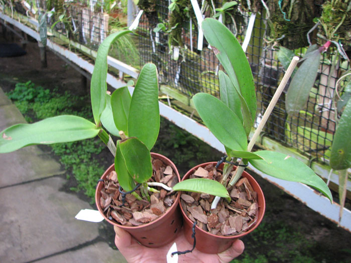Cattleya amethystoglossa dark spots x sib.jpg